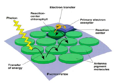 Compartimentalization of light harvesting and charge separation... | Download Scientific Diagram