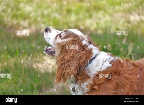 Happy dog in park Stock Photo - Alamy