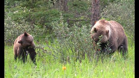 Grizzly Bear Family Eating Berries in Jasper National Park - YouTube