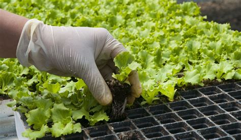 When Is The Best Time To Plant Lettuce? - Seasonal Cornucopia