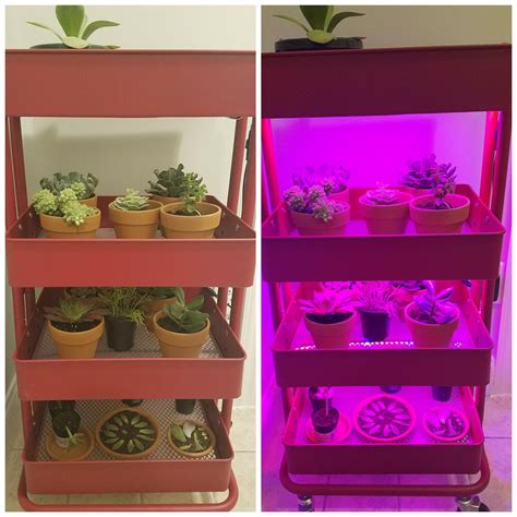 For Winter in the Southeast I made a cheap grow spot out of a kitchen cart : r/succulents