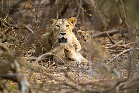 How Asiatic lionesses shield their cubs from killer males