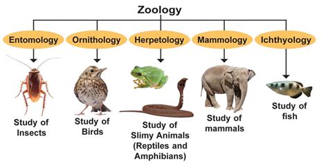 ZOOLOGY - Great Master Vikrant Rohin Studies