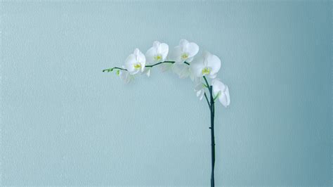 White Orchids Wallpaper 4K, Orchid flowers, Branch