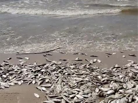 Why Thousands of Fish Washed Up on a Beach in Freeport, Texas