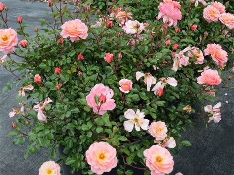 Growing the apricot drift dwarf rose (Rosa Meimirrote), perennial, shrub, groundcover, flowering ...