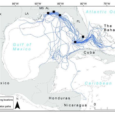 Migration details for loggerhead sea turtles (Caretta caretta) tracked... | Download Scientific ...