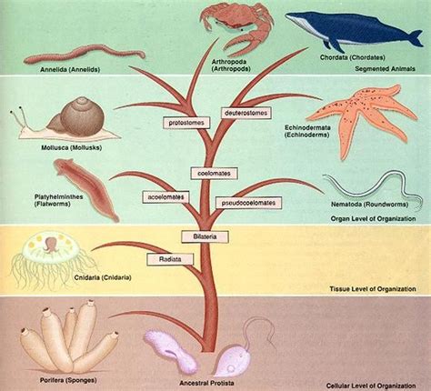 Each phylum in the animal kingdom is separated from the others by different evolution… | Animal ...