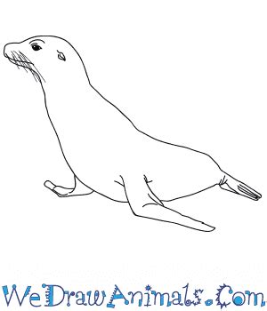 How to Draw a Realistic Seal