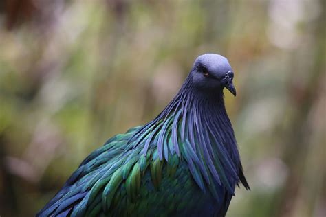 Bird watching vacations in India