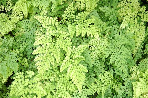 Adiantum venustum – Ballyrobert Gardens