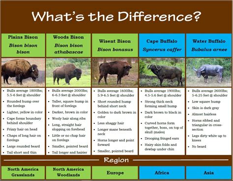 Bison vs Buffalo fact sheet.JPG