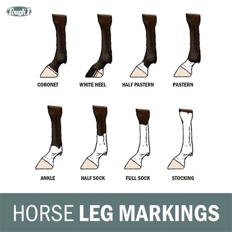 Horse Leg Markings Chart