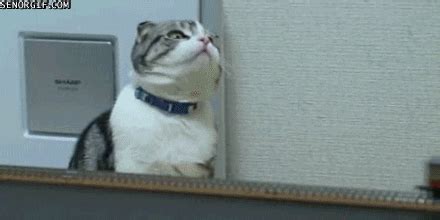 Confused Cat GIFs - Find & Share on GIPHY