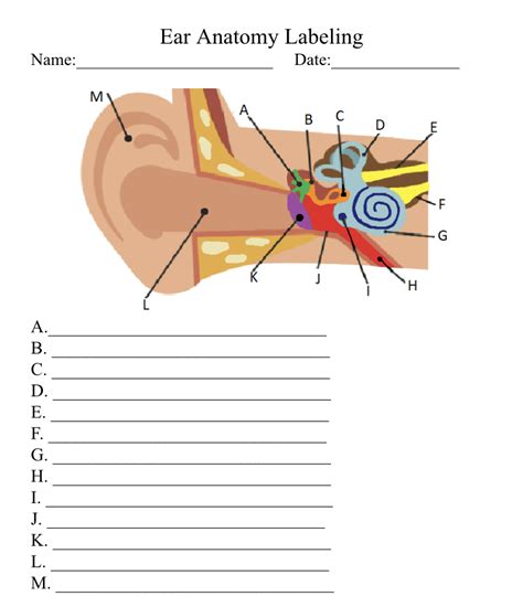 Ear Anatomy Worksheet/Quiz/Test - Classful