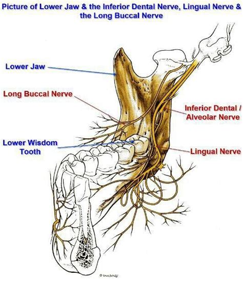 Inferior alveolar,Lingual and Long buccal nerves | Dental anatomy ...