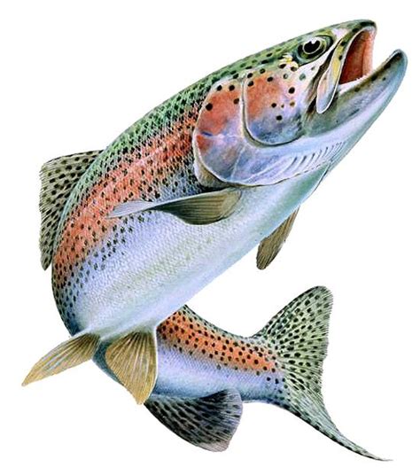 Image result for Rainbow Trout Jumping Outline | Rainbow trout fishing, Fish painting, Fly ...