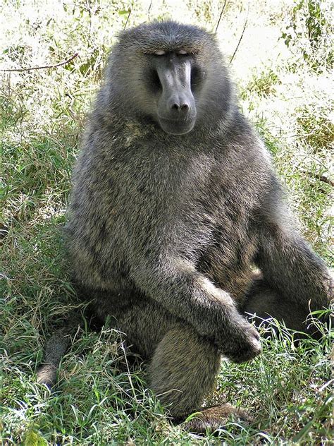 Olive Baboon Photograph by Larry Kniskern - Pixels