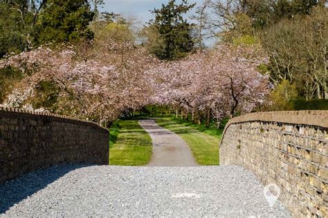 Birr Castle Gardens - a springtime delight • All Around Ireland