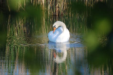 Swan Swan'S Nest Brood - Free photo on Pixabay - Pixabay