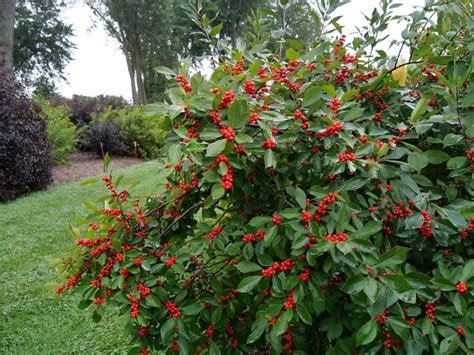 Berry Heavy® - Winterberry Holly - Ilex verticillata | Winterberry holly, White flower farm, Shrubs