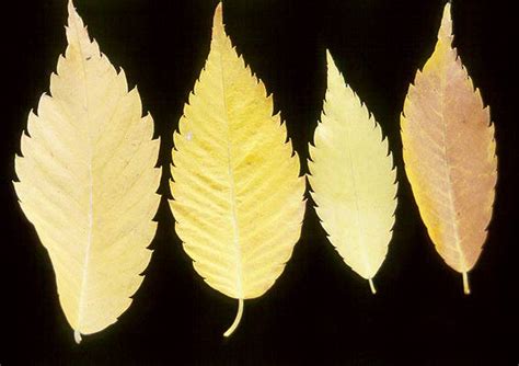 Zelkova serrata | Landscape Plants | Oregon State University