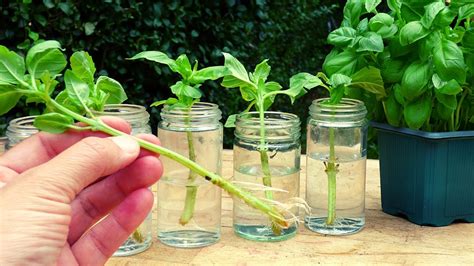 11 Most Healthy Herbs That Grow from Cuttings