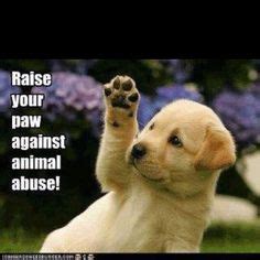 Dont Hurt animals. on Pinterest | Pitbull, Animals and Pitbulls