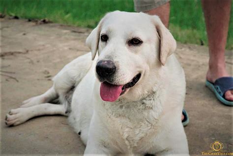 Tìm hiểu về dòng chó Labrador Retriever - Giống chó tha mồi Labrador