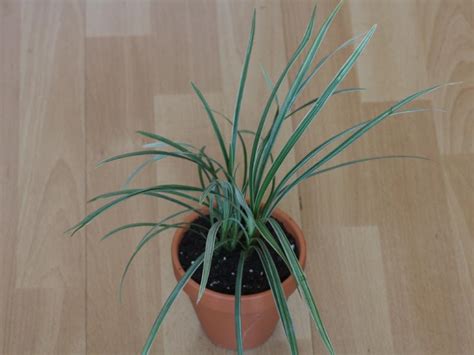 Ophiopogon jaburan - Mondo Grass