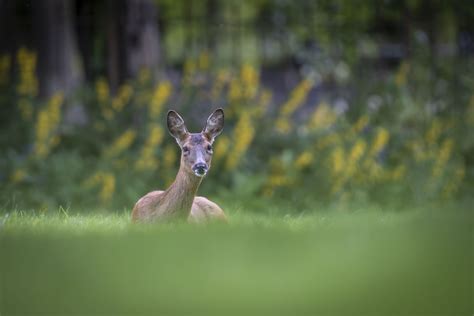 Know your Subject - Wildlife Photography Scotland