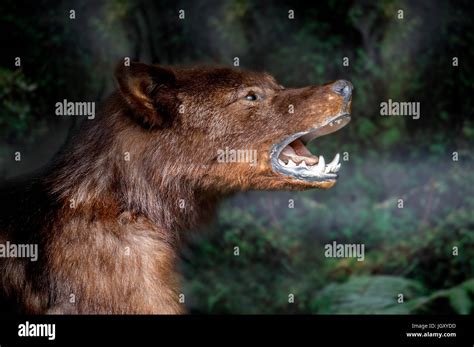 Wolf Nose Close Up High Resolution Stock Photography and Images - Alamy