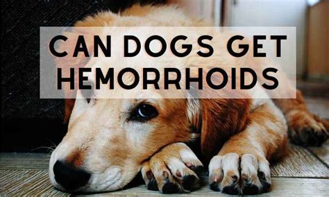 Can Dogs Get Hemorrhoids? Causes, Symptom & Treatment- DCL