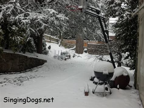 Snow is back in Maryland – Singing Dogs