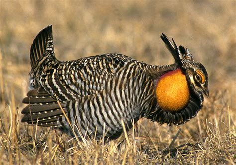 Where the Wild Things Are: Greater Prairie Chickens - Iowa Natural ...