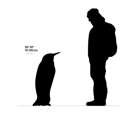 Emperor Penguin Size