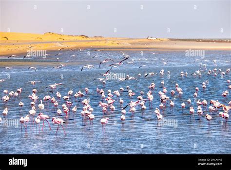 Pink flamingos in Walvis Bay Stock Photo - Alamy