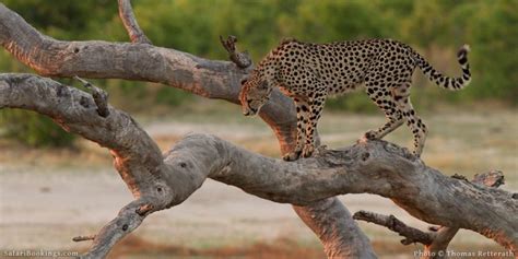 10 Best Places to Locate Cheetah on Safari