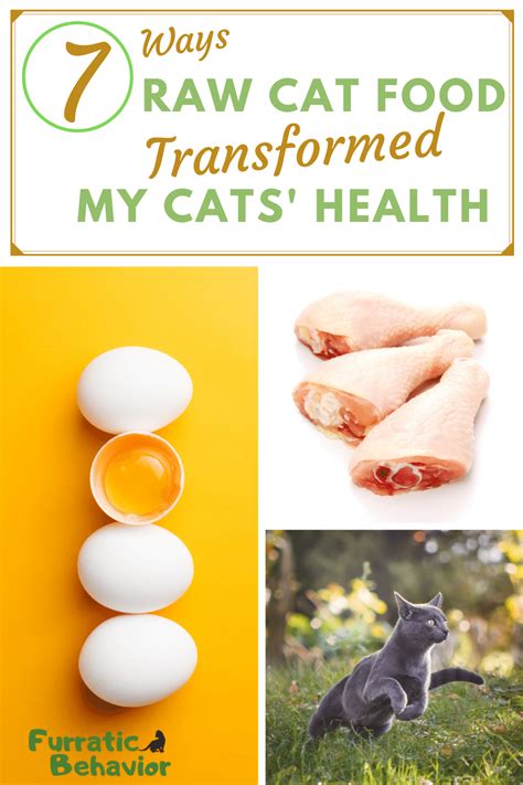 7 Ways Raw Cat Food Has Transformed My Cats' Health