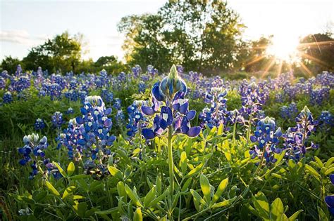 Texas Day Trip to the Bluebonnet Festival