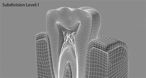 3D tooth anatomy - TurboSquid 1265282