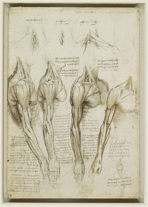 Body Maps: Leonardo da Vinci's Anatomical Drawings - Flashbak