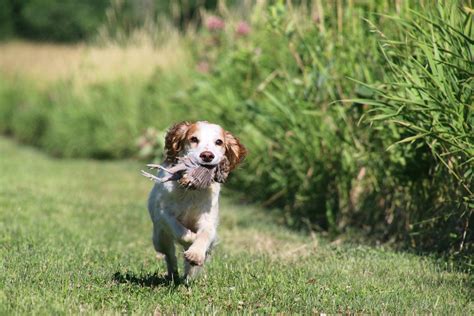 Are English Cocker Spaniels Good Hunting Dogs | 1001doggy.com