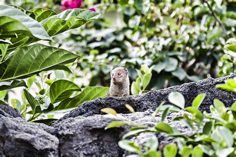 Hawaii Mongoose Photograph by Douglas Barnard | Pixels