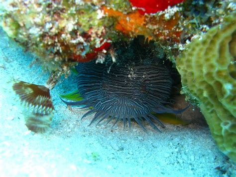 Free Images : ocean, animal, diving, wildlife, underwater, aquatic, fauna, lionfish, coral reef ...