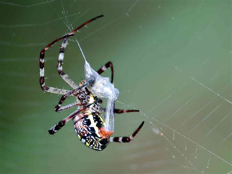 8 Captivating Facts About Spider Silk