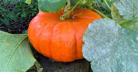 Cinderella Pumpkin Growing & Care Guide - The Garden Magazine