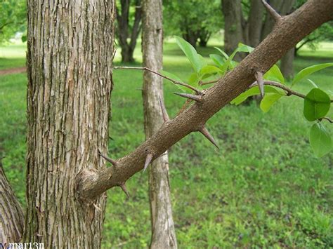 Silkworm Thorn - Cudrania tricuspidata Mulberry Family: Moraceae. This Chinese native is ...