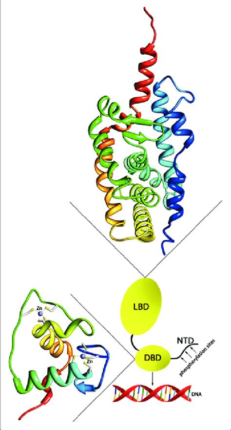 Structural organization of nuclear receptors. Nuclear receptors consist ...