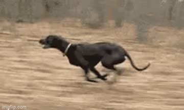 Running Puppy Gif